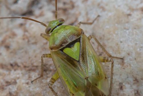 Lygus maritimus